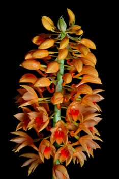 Beautiful orange ground orchid flower, Calanthe pulchra, isolated on a black background