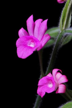 Beautiful pink ground orchid flower, Calanthe succedanea, isolated on a black background