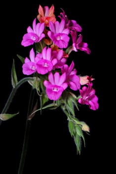 Beautiful pink ground orchid flower, Calanthe succedanea, isolated on a black background