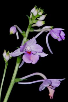 Beautiful purple ground orchid flower, Calanthe sylvatica or Calanthe masuca, isolated on a black background