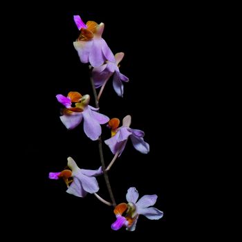 Beautiful pink terrestrial orchid, Doritis pulcherrima, isolated on a black background