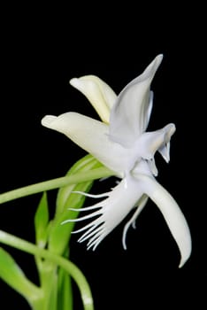 White and yellow ground orchid, Pecteilis susannae, isolated on a black background