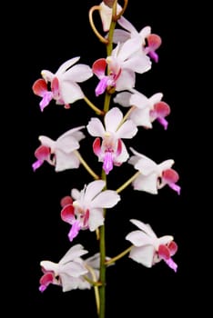 Beautiful pink terrestrial orchid, Doritis pulcherrima, isolated on a black background