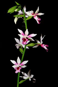 Beautiful ground orchid, Phaiocalanthe Kryptonite, isolated on a black background