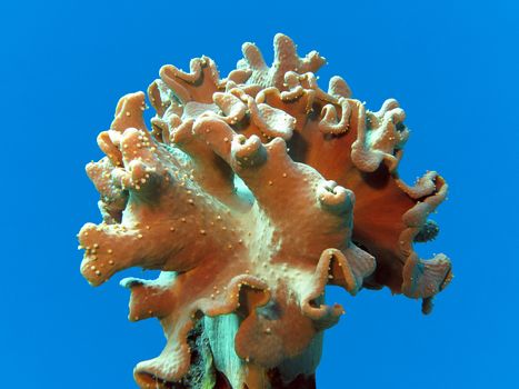 coral reef with soft coral isolated on blue water background