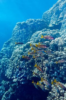 coral reef with porites corals and goatfishes at the bottom of tropical sea on blue water background