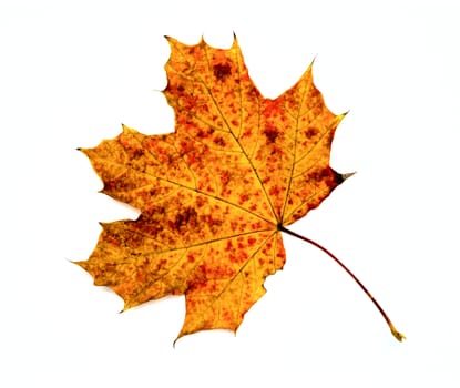 autumn maple leaf isolated on white background