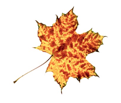 autumn maple leaf isolated on white background