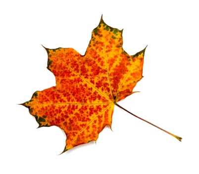autumn maple leaf isolated on white background