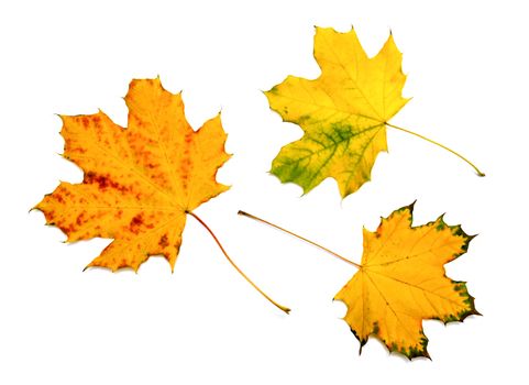 autumn maple leaf isolated on white background