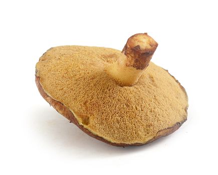 Isolated butter mushroom on the white background