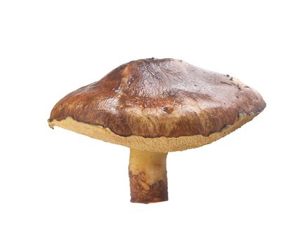 Isolated butter mushroom on the white background