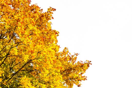 Autumn colored maple tree branches against white background