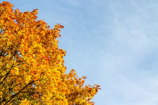 Autumn colored maple tree leaves against blue sky