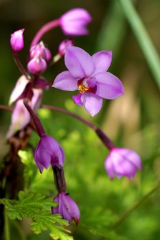 Potted plant orchid. (Ground orchid, Spathoglottis)