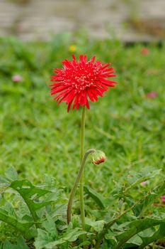 Daisy-gerbera red flowers in garden with green background