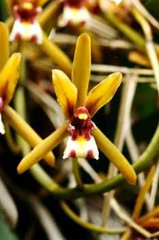 Beautiful orchid flower of Cymbidium finlaysonianum.
