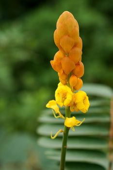 Yellow flower of Ringworm Bush (Cassia alata ( L.) Roxb.)