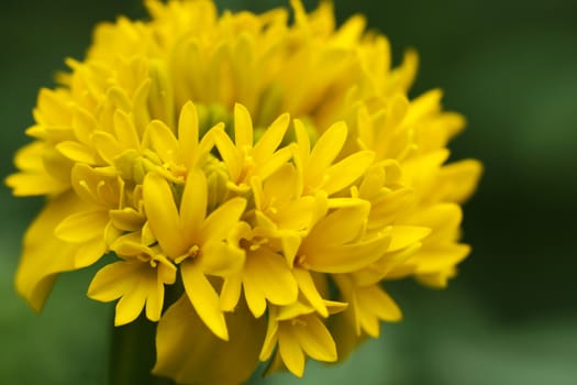 the yellow marigold (Tagetes erecta L.)