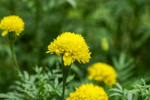 the yellow marigold (Tagetes erecta L.)