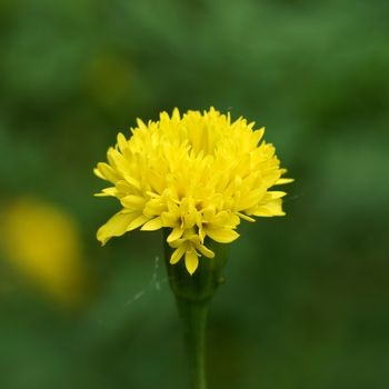 the yellow marigold (Tagetes erecta L.)