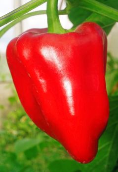 Sweet red Pepper in a greenhouse closeup                               