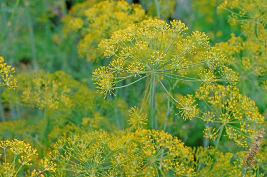 Inflorescence dill close-up as background plant                               