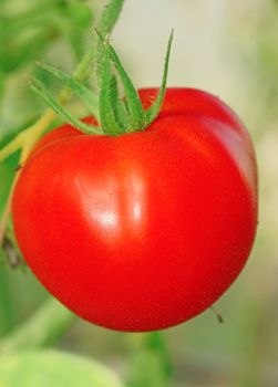 Huge tomato in a greenhouse close-up                                 