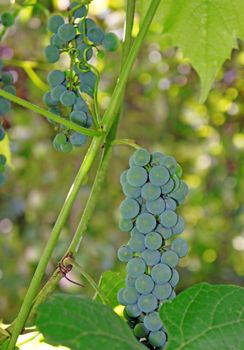 Ripening Grapes on the vine                               