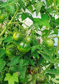 Green unripe tomatoes in a greenhouse                               