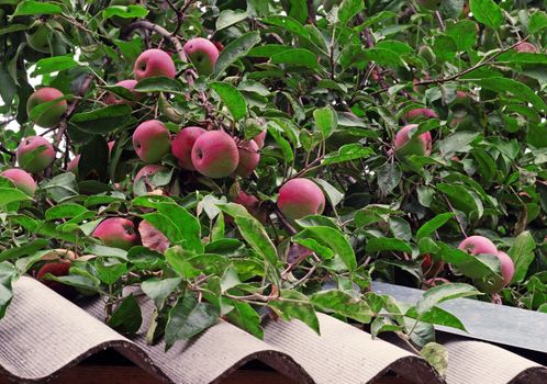 Ripe red apples above slate roof                               