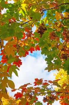 Colorful autumn leaves against the blue sky as background                               