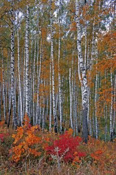 Autumn birch grove