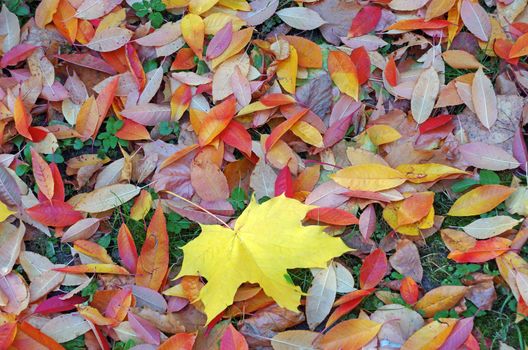 Bright colorful autumn leaves as a background                               