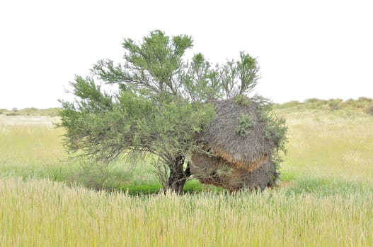 Tree with large Sociable Weaver community nest
