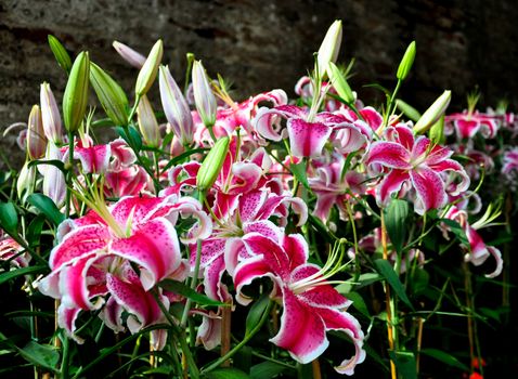 Lily, Beautiful Flowers for Wedding