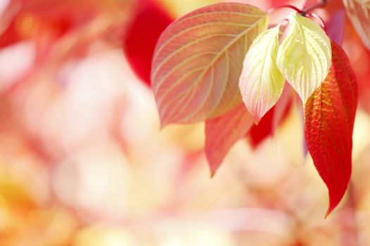 Colorful autumn leaves on tree outdoors, close-up view