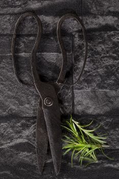 Antique scissors and rosemary on black stone background, top view. Culinary herbs concept.