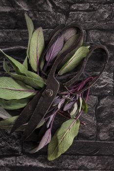 Sage leaves and antique scissors on black stone background, top view. Culinary aromatic herbs.