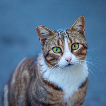 Green eyed cat in square image, focus on the eyes