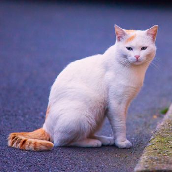 White cat sitting on the road, focus on the eyes