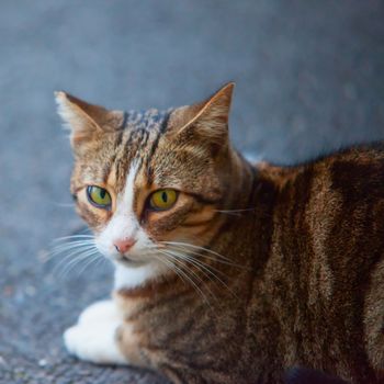 Cat sitting on the asphalt, focus on the eyes