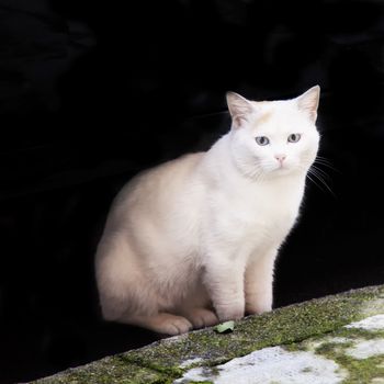 White cat coming out of the black, square image