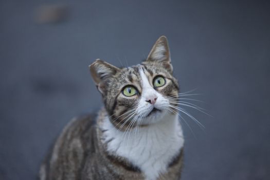 A European cat looking up, landscape view