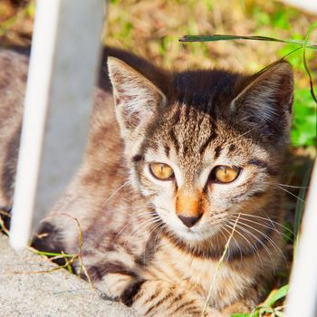 Small gray european cat sitting on the ground