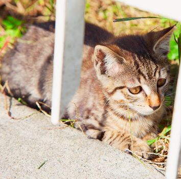 Small gray european cat sitting on the ground