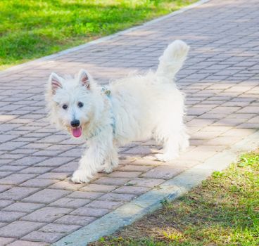 West Highlands Terrier standing on the road, square image