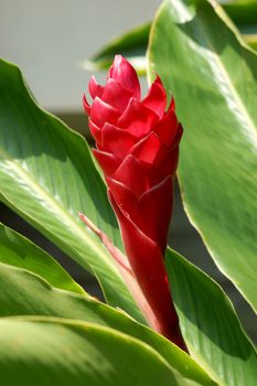 beautiful tropical red ginger flower