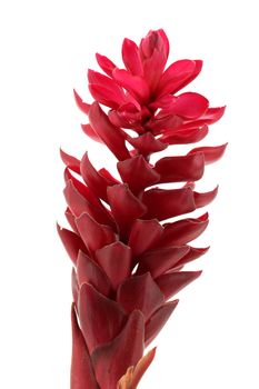 beautiful tropical red ginger flower on isolate white background.