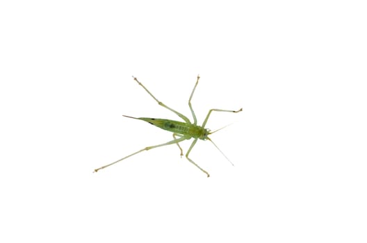 Young little insect, grasshopper photographed from below through a glass window.